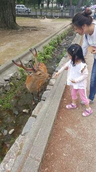 搞笑日本游记,一场充满欢乐的奇妙旅行记